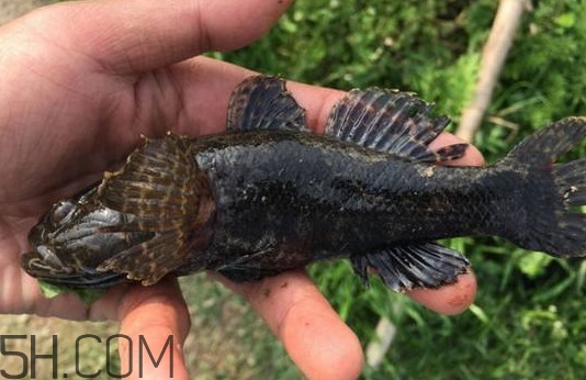松江鱸魚能長多大？塘鱧魚和松江鱸魚有什么區(qū)別