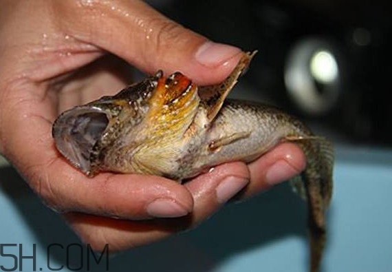 松江鱸魚產(chǎn)地在松江嗎？松江鱸魚是保護動物嗎