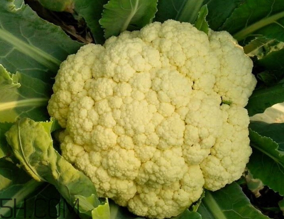 青花菜和花椰菜有什么不同？花椰菜變黃還能吃嗎