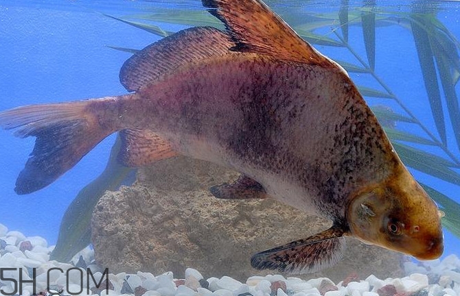 胭脂魚是什么魚？胭脂魚是保護(hù)動物嗎