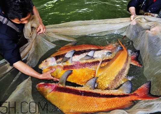 胭脂魚多少錢一斤？胭脂魚怎么做好吃