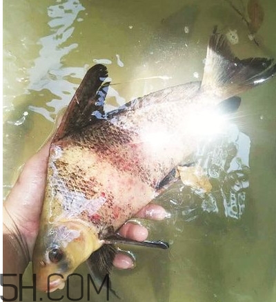 胭脂魚可以吃嗎？胭脂魚好養(yǎng)嗎