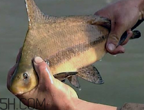 胭脂魚是冷水魚嗎？胭脂魚是熱帶魚嗎