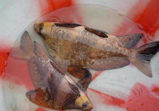 胭脂魚(yú)是冷水魚(yú)嗎？胭脂魚(yú)是熱帶魚(yú)嗎