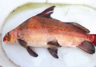 胭脂魚可以吃嗎？胭脂魚好養(yǎng)嗎