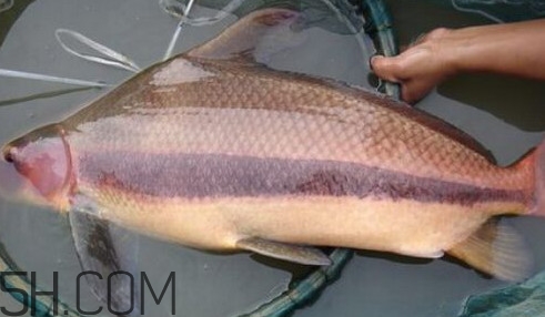胭脂魚可以吃嗎？胭脂魚好養(yǎng)嗎