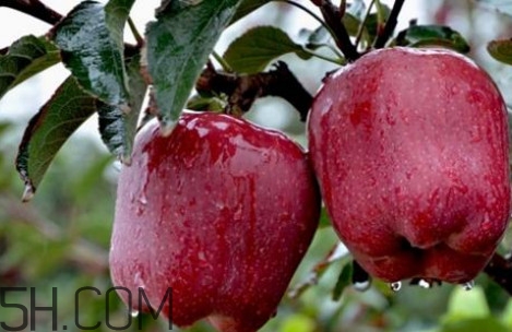如何鑒別花牛蘋(píng)果？為什么叫花牛蘋(píng)果