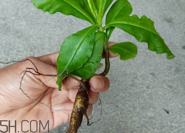 土人參怎么吃？新鮮的土人參多少錢一斤