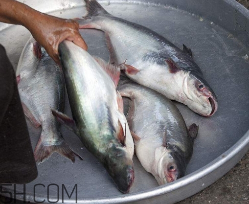 巴沙魚可以生吃嗎？巴沙魚的功效與作用