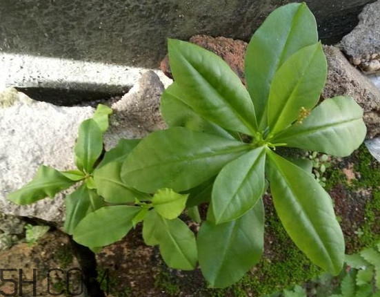 土人參有毒嗎？土人參葉子可以吃嗎？
