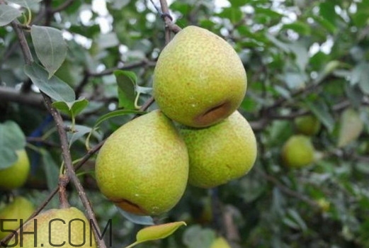 萊陽(yáng)梨怎么催熟？萊陽(yáng)梨汁多少錢一箱