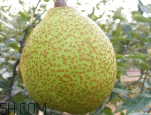 萊陽(yáng)梨是哪里的？萊陽(yáng)梨是什么梨