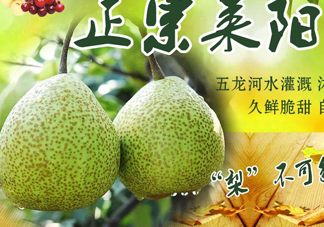 萊陽(yáng)梨幾月份才會(huì)有？正宗萊陽(yáng)梨哪里能買的到