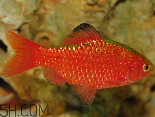 鯽魚(yú)發(fā)紅是什么原因 鯽魚(yú)發(fā)紅能不能吃
