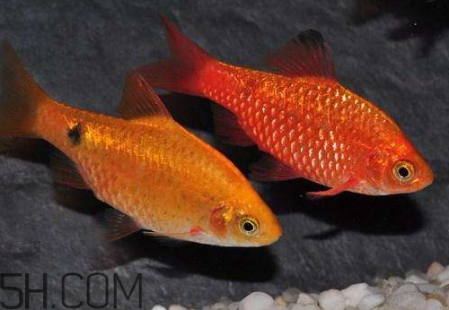 鯽魚(yú)發(fā)紅是什么原因 鯽魚(yú)發(fā)紅能不能吃