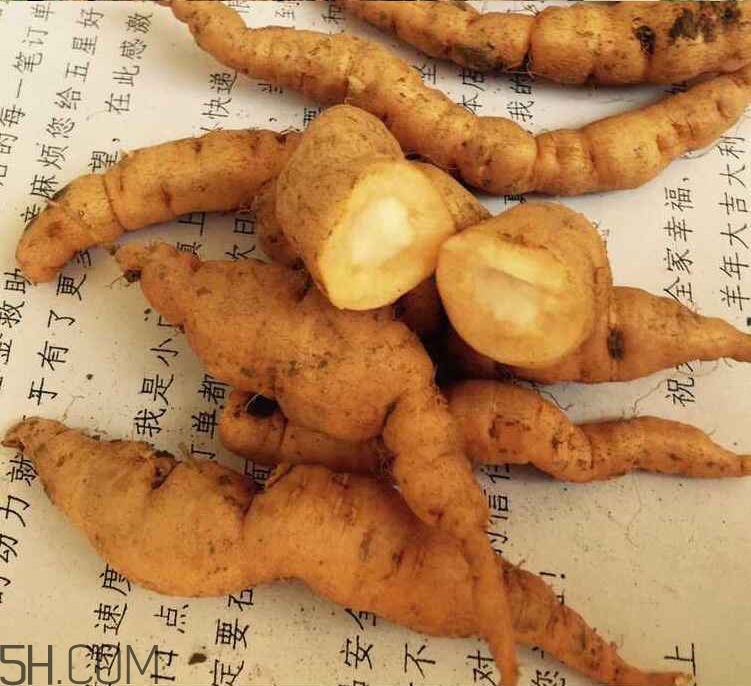 鮮地黃是什么？鮮地黃有什么功效？