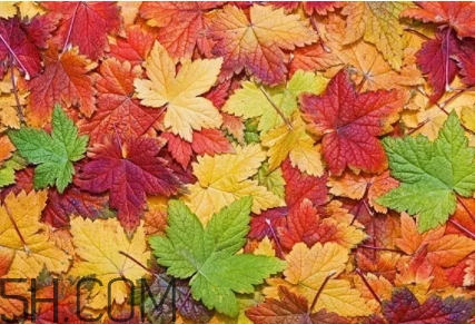 楓糖色口紅是什么顏色？楓糖色口紅試色