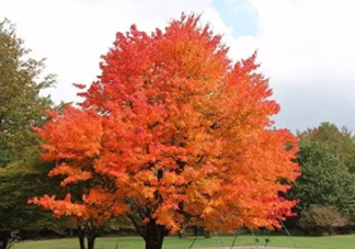 楓糖色口紅哪個牌子好？楓糖色口紅推薦