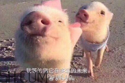 豬精女孩健康養(yǎng)生指南有哪些？豬精女孩健康養(yǎng)生指南是什么？
