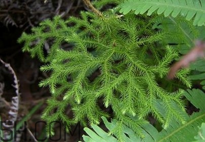 什么是伸筋草？伸筋草的功效與作用是什么？