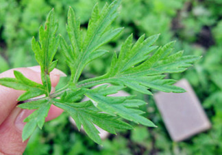 艾葉草洗澡有什么好處？怎么挑選艾葉草？