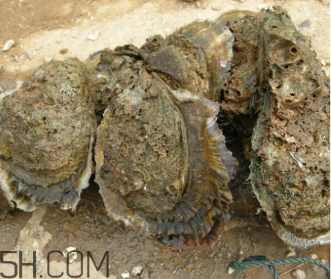 吃生蠔應(yīng)該注意哪些事項？生蠔與牡蠣的區(qū)別