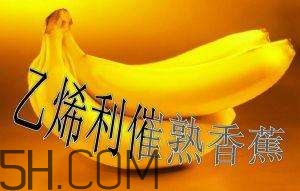 冬天可以吃葡萄嗎？冬天吃葡萄好不好？