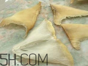 真假魚翅怎么辨別？魚翅的營養(yǎng)價(jià)值