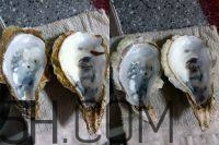 吃生蠔應(yīng)該注意哪些事項？生蠔與牡蠣的區(qū)別