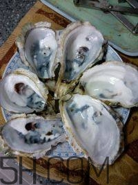 吃生蠔應(yīng)該注意哪些事項？生蠔與牡蠣的區(qū)別