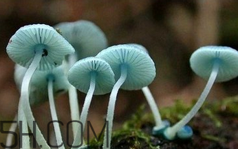 如何判斷生蠔烤熟沒(méi)有？生蠔可以和蘑菇一起吃嗎？