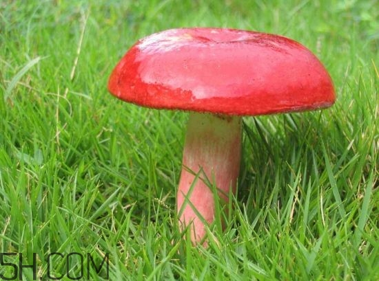 如何鑒別紅菇？紅菇的做法有哪些？
