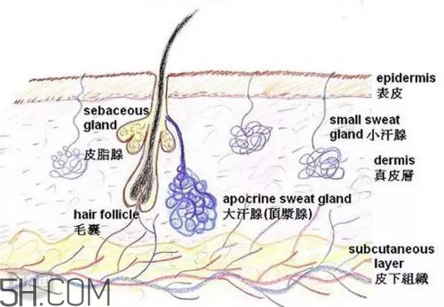 腿毛能刮嗎？腿毛能不能刮？