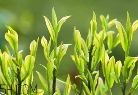 茶樹精油可以直接涂在臉上嗎？茶樹精油的功效與作用？