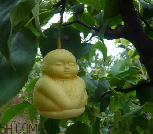 女人吃人參果有哪些好處？人參果的營養(yǎng)價值是什么？