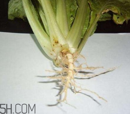 香菜根煮水怎么煮？香菜根煮水喝幾天見效？