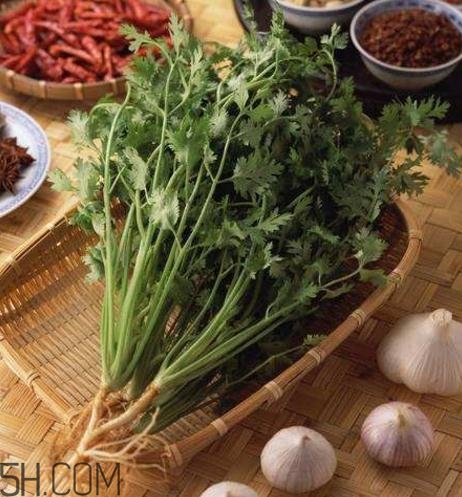 香菜根煮水能減肥嗎？香菜根煮水能天天喝嗎？