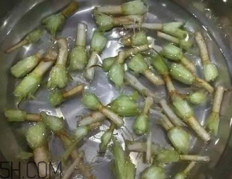 香菜根煮水能治濕疹嗎？香菜根煮水孕婦能喝嗎？