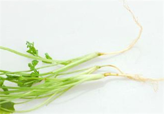 香菜根煮水怎么煮？香菜根煮水喝幾天見(jiàn)效？