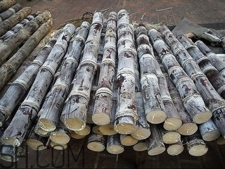 吃完甘蔗多久可以吃柿子？甘蔗和柿子一起吃了怎么辦？