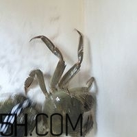 冬天可以吃大閘蟹嗎？冬天怎么吃大閘蟹？