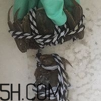 冬天可以吃大閘蟹嗎？冬天怎么吃大閘蟹？