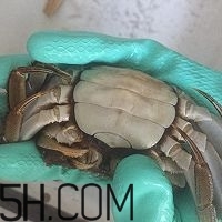 冬天可以吃大閘蟹嗎？冬天怎么吃大閘蟹？
