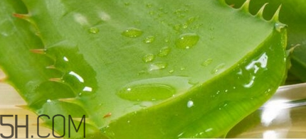 蘆薈膠可以敷一晚上嗎？蘆薈膠堵塞毛孔的錯(cuò)誤用法