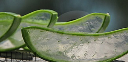蘆薈膠祛痘效果好嗎？蘆薈膠真的會祛痘