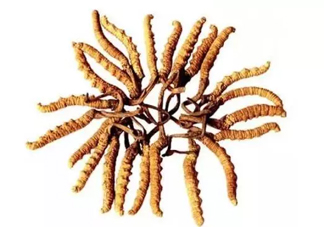 冬蟲(chóng)夏草沒(méi)有傳說(shuō)中那么神？冬蟲(chóng)夏草只有保健功能