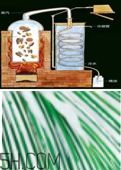 自然堂雪松精油怎么樣？雪松御齡綻放年輕光彩