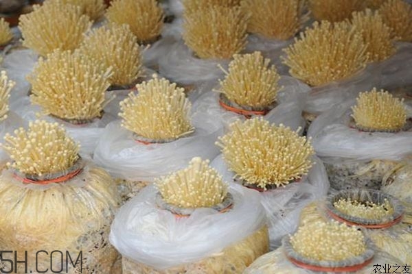 金針菇的食用禁忌有哪些？金針菇四大禁忌
