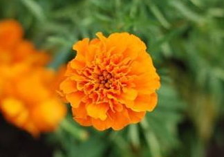 近視和葉黃素缺乏有關(guān)？盤(pán)點(diǎn)葉黃素的重要性