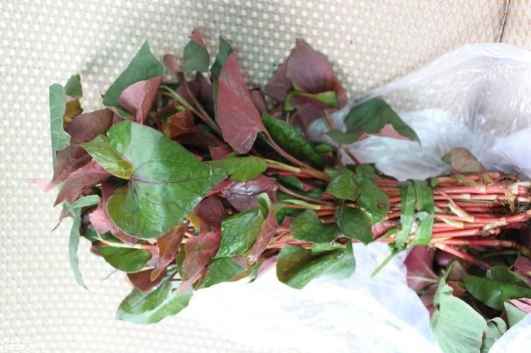 哪些中草藥可以當(dāng)菜吃？最常見的是這三種